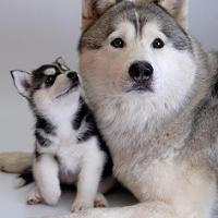 个性唯美搞笑哈士奇头像小图