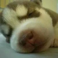 qq个性哈士奇搞笑主题头像图片