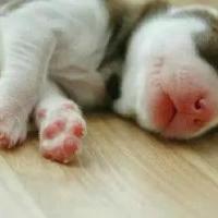 qq个性哈士奇搞笑主题头像图片