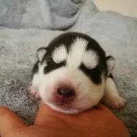 qq个性哈士奇搞笑主题头像图片