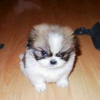 qq个性哈士奇搞笑主题头像图片