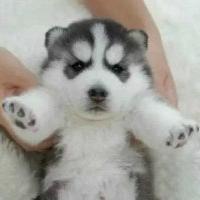 qq个性哈士奇搞笑主题头像图片