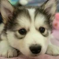 qq个性哈士奇搞笑主题头像图片