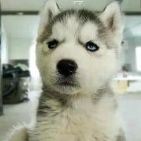 qq个性哈士奇搞笑主题头像图片