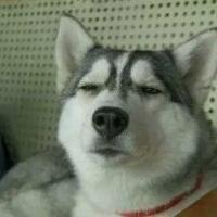 qq个性哈士奇搞笑主题头像图片