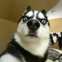 qq个性哈士奇搞笑主题头像图片