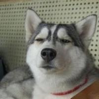 qq个性哈士奇搞笑主题头像图片