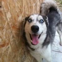 qq个性哈士奇搞笑主题头像图片