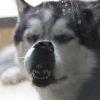 qq个性哈士奇搞笑主题头像图片