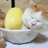 个性另类搞笑猫咪头像图片