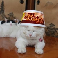 个性另类搞笑猫咪头像图片