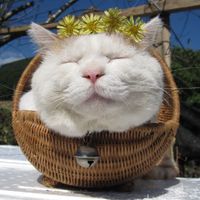 个性另类搞笑猫咪头像图片