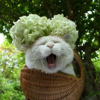 个性另类搞笑猫咪头像图片