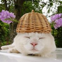 个性另类搞笑猫咪头像图片