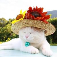 个性另类搞笑猫咪头像图片