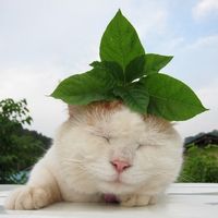 个性另类搞笑猫咪头像图片