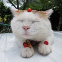 个性另类搞笑猫咪头像图片