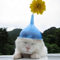 个性另类搞笑猫咪头像图片