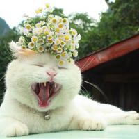 个性另类搞笑猫咪头像图片