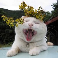 个性另类搞笑猫咪头像图片