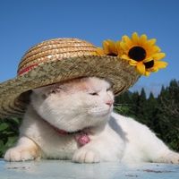 个性另类搞笑猫咪头像图片