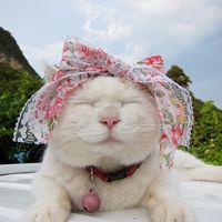 个性另类搞笑猫咪头像图片