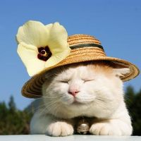 个性另类搞笑猫咪头像图片