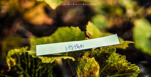 新颖诗意个性带字图片非主流伤感图片大全图片