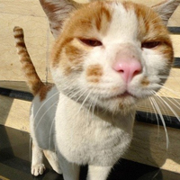 个性搞怪喵星人搞笑系列头像图片大全