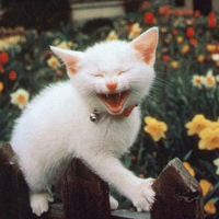 个性搞怪喵星人搞笑系列头像图片大全