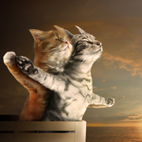 个性搞怪喵星人搞笑系列头像图片大全