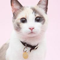 个性搞怪喵星人搞笑系列头像图片大全