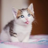 个性搞怪喵星人搞笑系列头像图片大全