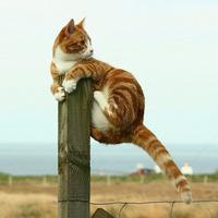 个性搞怪喵星人搞笑系列头像图片大全