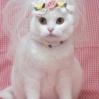 个性搞怪喵星人搞笑系列头像图片大全