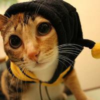 个性搞怪喵星人搞笑系列头像图片大全