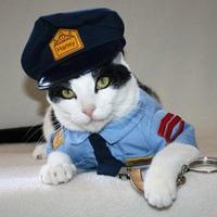 个性搞怪喵星人搞笑系列头像图片大全