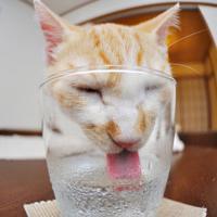 个性搞怪喵星人搞笑系列头像图片大全