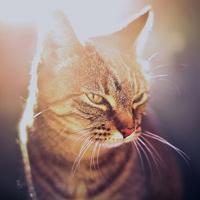 个性搞怪喵星人搞笑系列头像图片大全