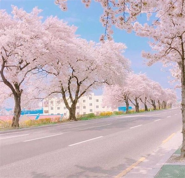 粉色樱花欧美唯美意境图片