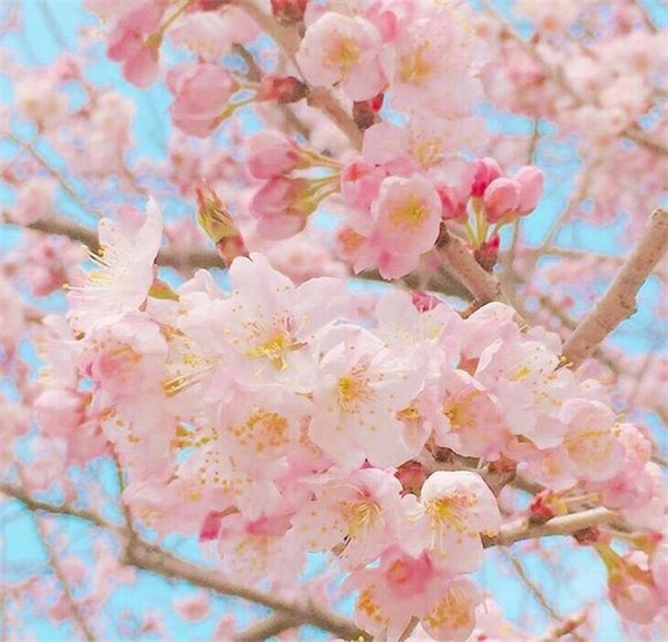 粉色樱花欧美唯美意境图片