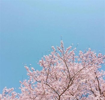 樱花欧美范情感意境图片赏析