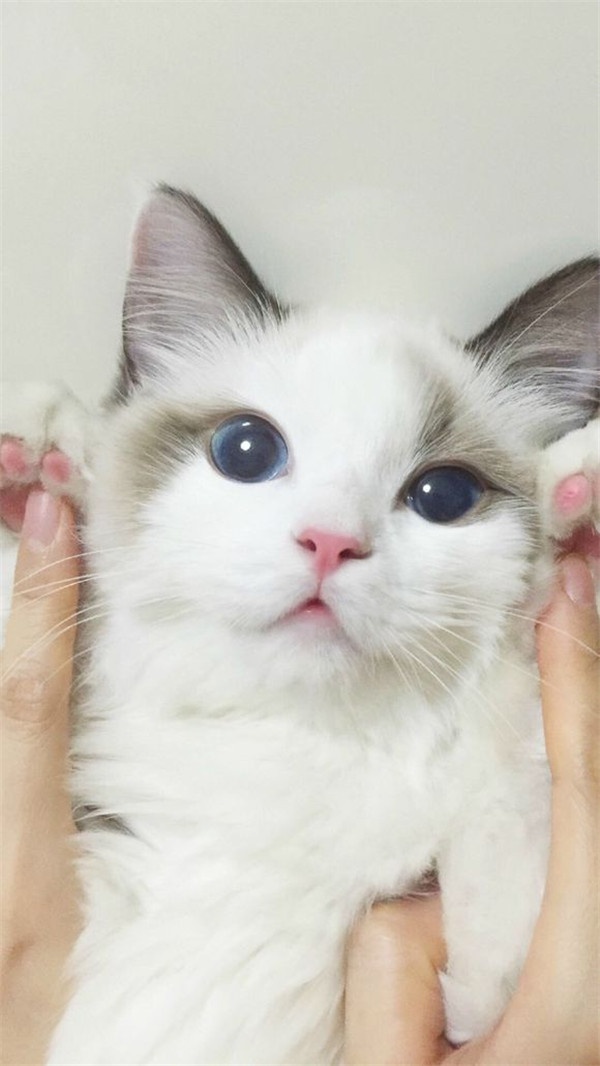 欧美女生唯美意境喵壁纸