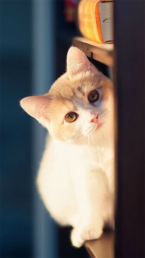 欧美女生唯美意境喵壁纸