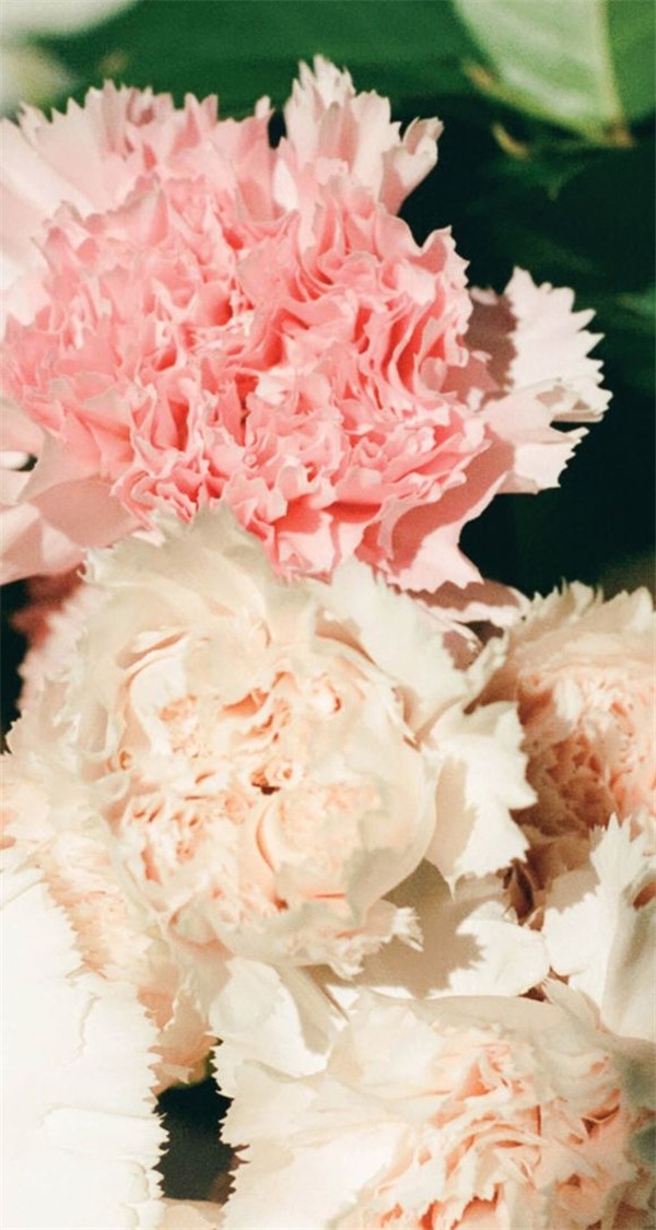 欧美情感意境鲜花图片素材