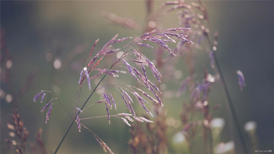 QQ空间专用欧美意境清新壁纸