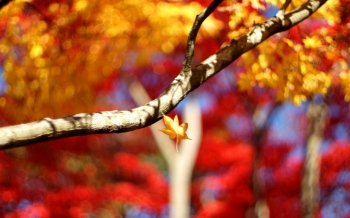 唯美叶子摄影桌面壁纸图片下载6