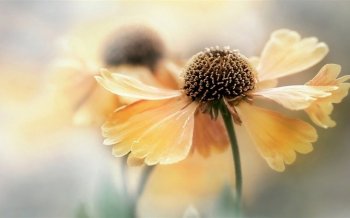 黄色小花高清电脑桌面图片壁纸