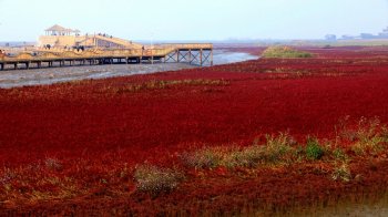 辽宁盘锦红海滩风景图片桌面壁纸