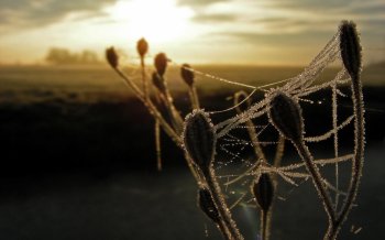 蜘蛛网上的美丽霜花桌面壁纸